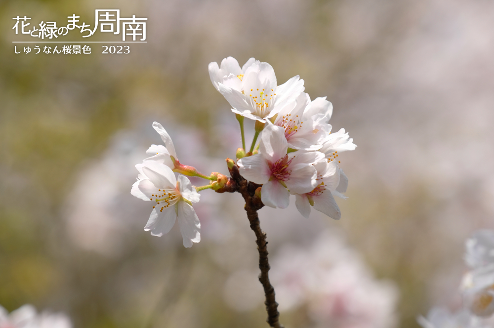 「しゅうなん桜景色2023」桜一枝（辰尾公園）