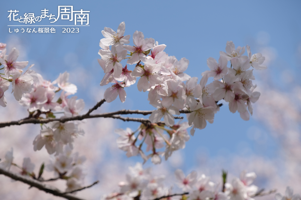 「しゅうなん桜景色2023」青空と桜の枝（桜の森）