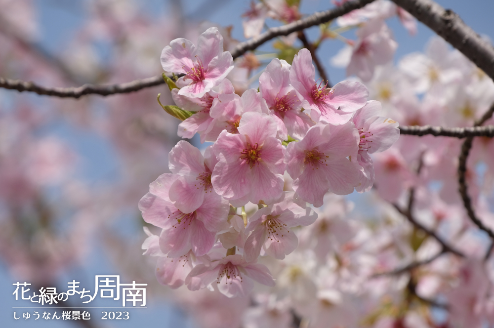 「しゅうなん桜景色2023」ピンクの桜（桜の森）