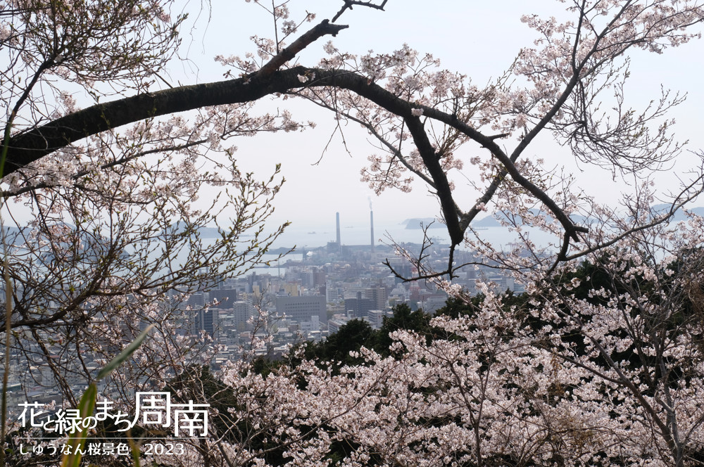 「しゅうなん桜景色2023」桜と工場地帯（周南市幸の台）