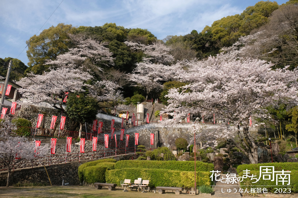 「しゅうなん桜景色2023」川崎観音